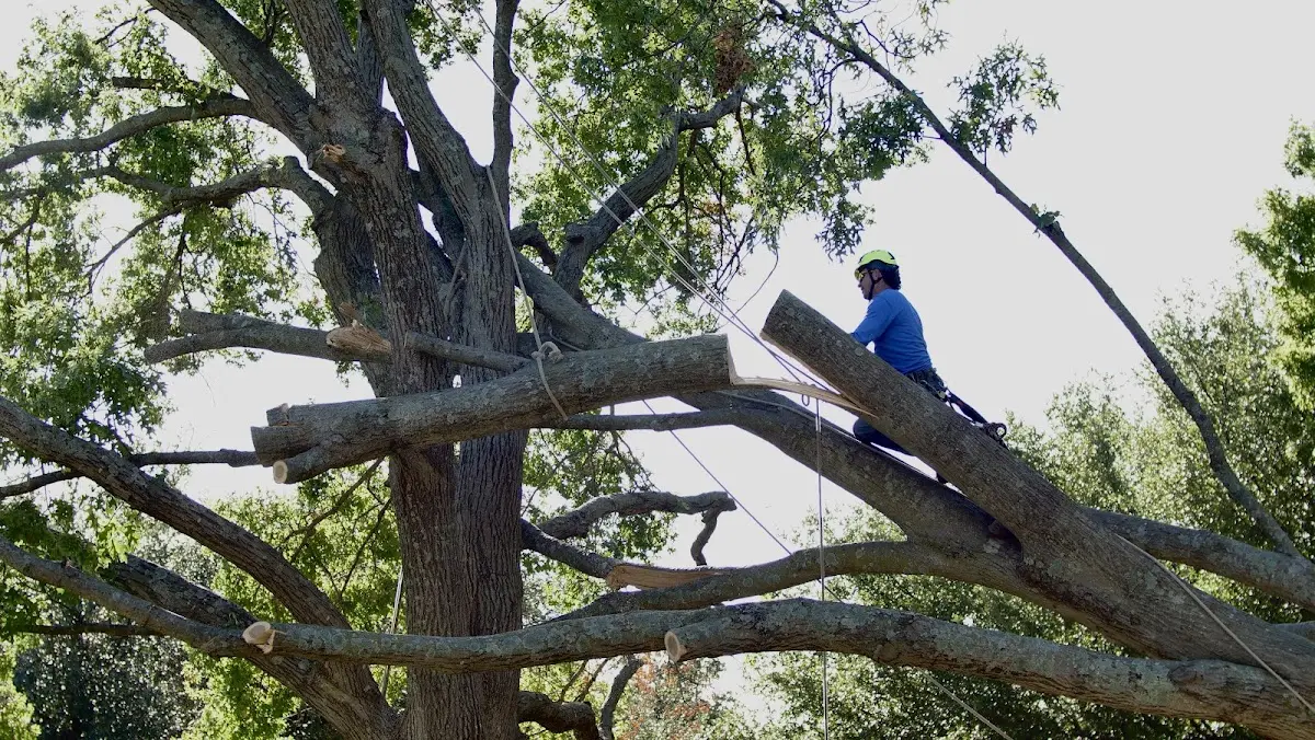 Professional Crown Thinning performed by certified arborists in Pillager