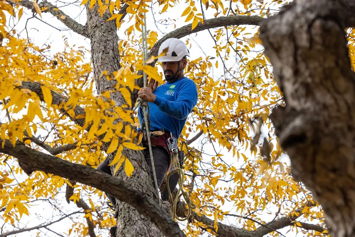 Skilled Tree Planing crew working in Pillager
