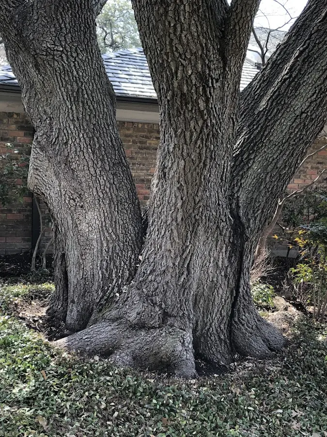 Mature heritage tree close to a Pillager property cared for by certified arborists